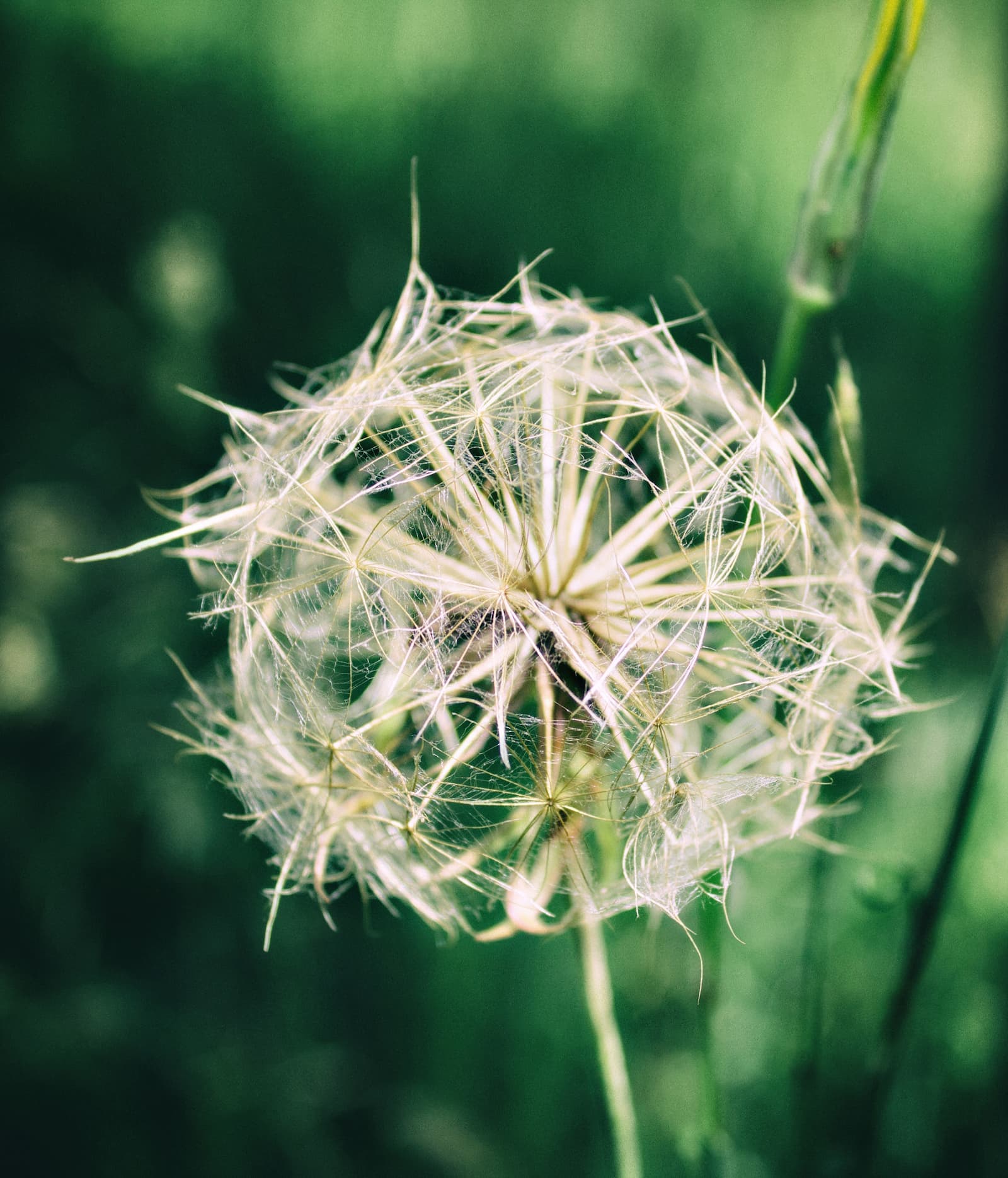 Close-up of a dandelion seed head with delicate white fibers against a blurred green background.